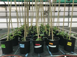 Mustard plants growing in Boulder