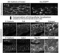 Map7/7D1 and Ens Show Planar-polarized Distribution in Epithelial Cells Forming PCP