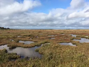 Spartina anglica growing on the Norfolk coast