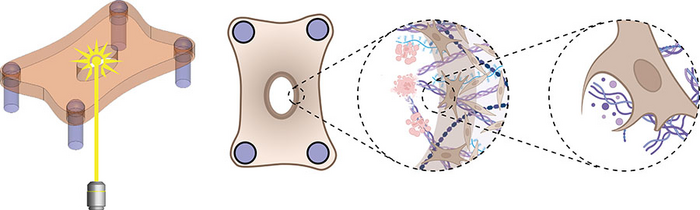 Dermal microtissues, dermal fibroblasts