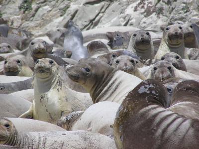 Northern Elephant Seals