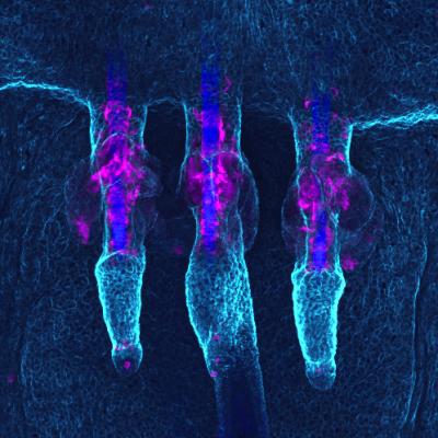 Shining Stem Cells (1 of 2)