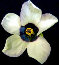 Hibisus (Iridescent Flower)