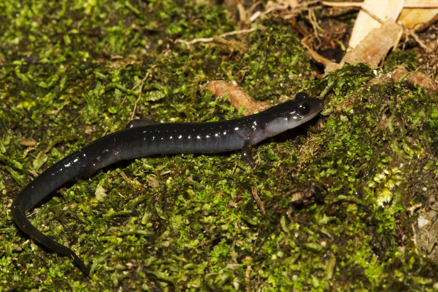 Salamanders' Resilience to a Warming Climate May Protect Them from Extinction (2 of 7)