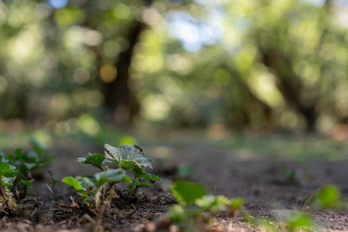 Native wildflower cover crops