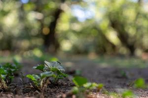 Native wildflower cover crops