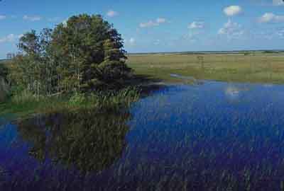 Florida Everglades