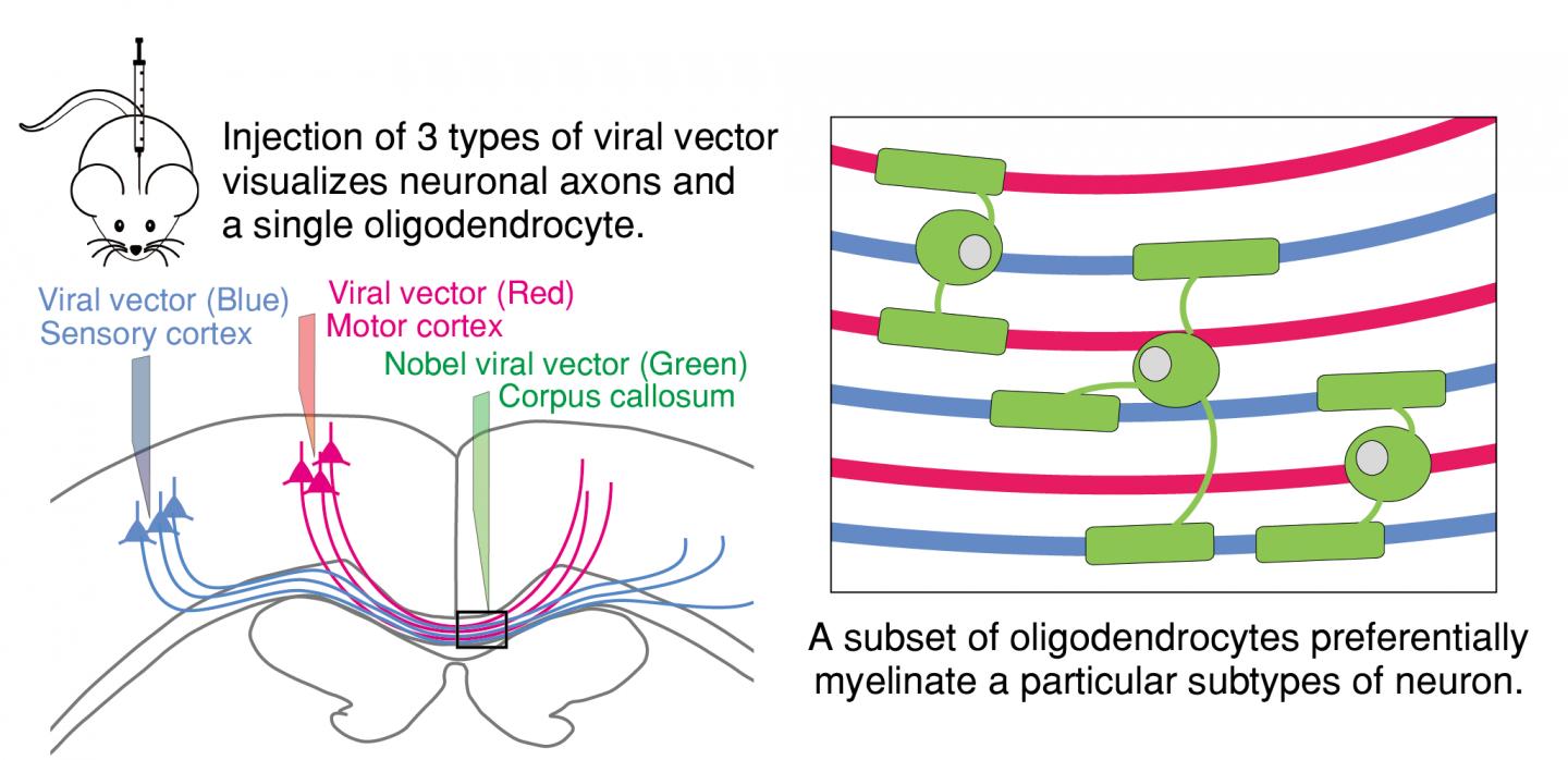 Some Oligodendrocytes Selectively Myelinate Axons from a Particular Brain Region