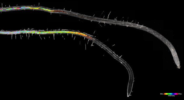 The defensive arsenal of plant roots