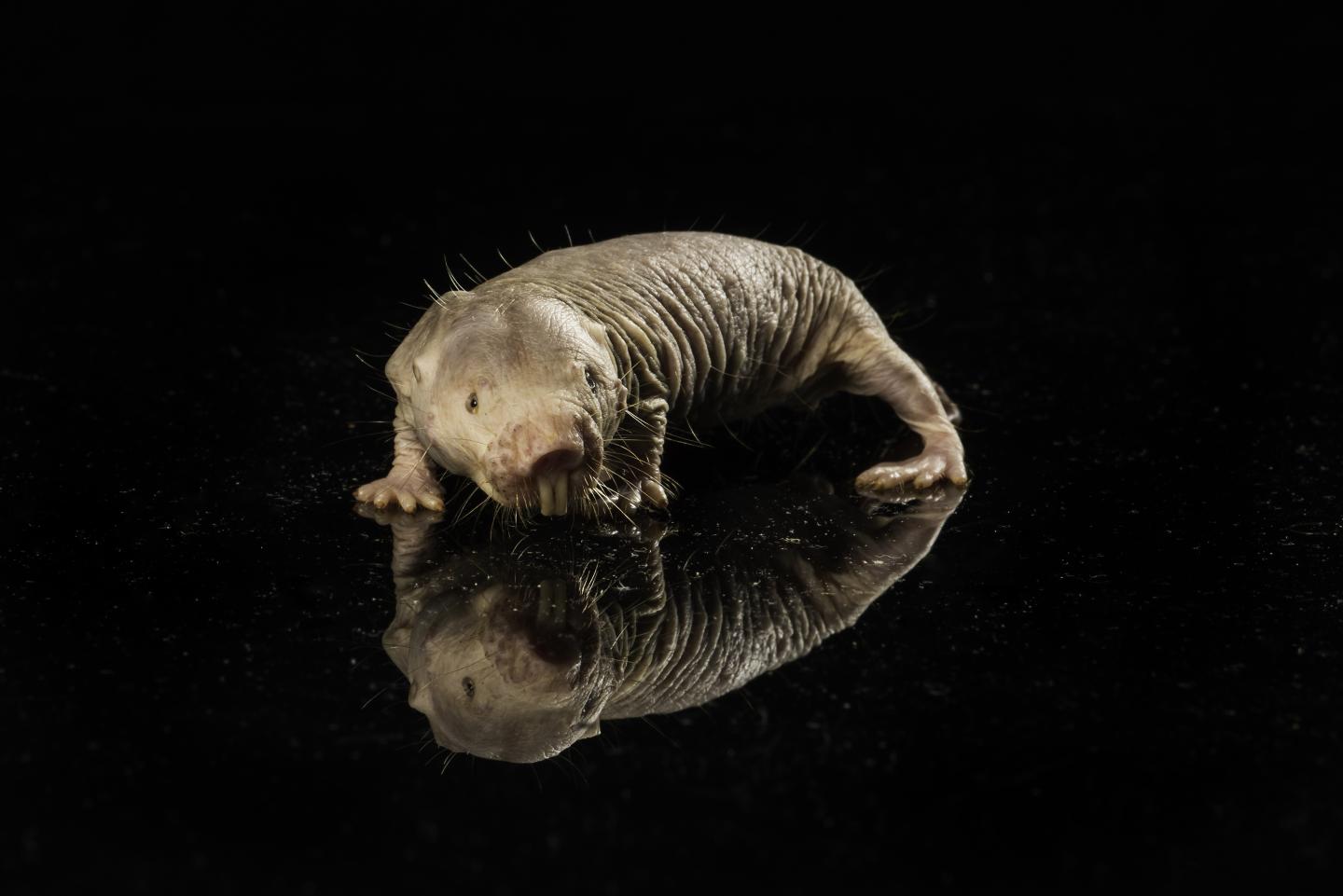 Naked mole rat genome: The key to long life?