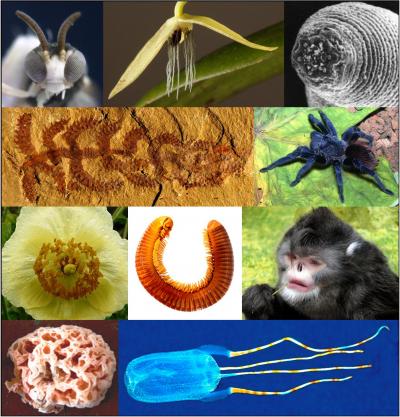 Top 10 New Species 2012 Composite