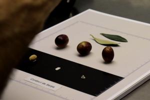 Photoshoot of an olive for the database