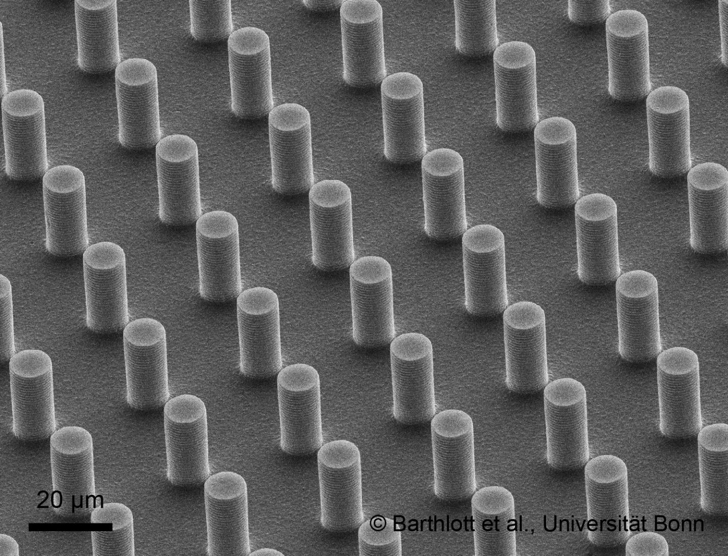 Scanning Electron Microscope Image