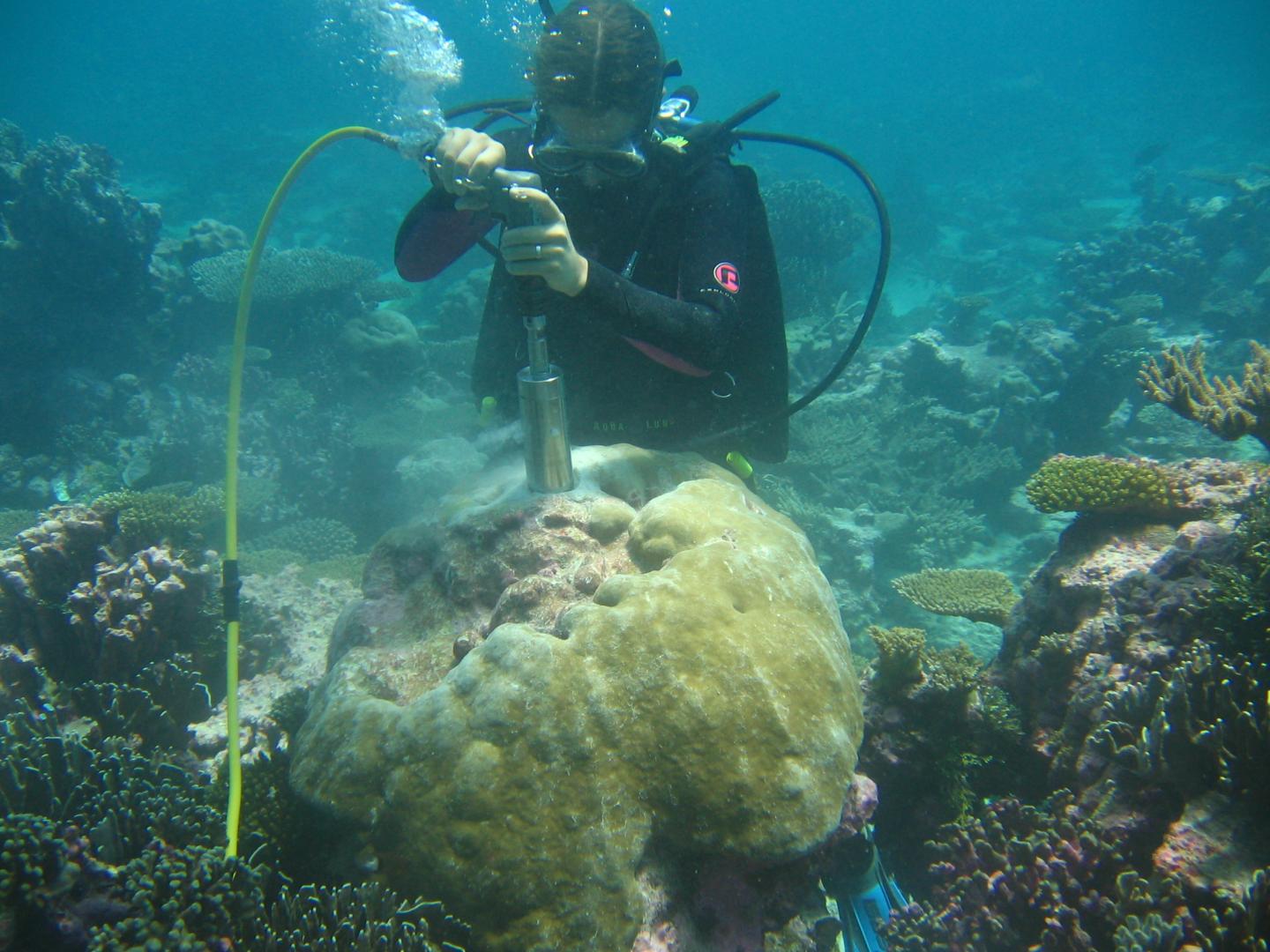Sampling Coral
