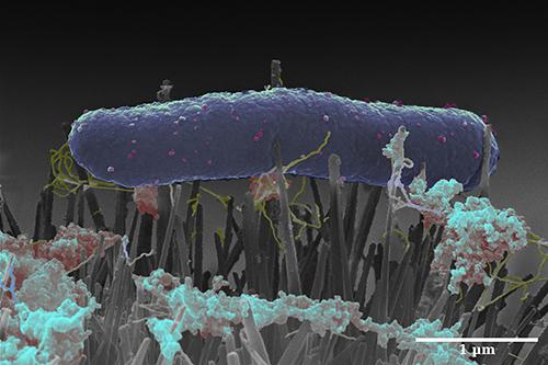 <i>E. coli</i> on Nano-Nails