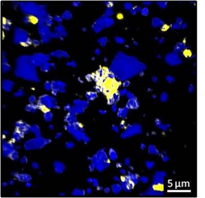 Distribution of Organic Matter in Soil