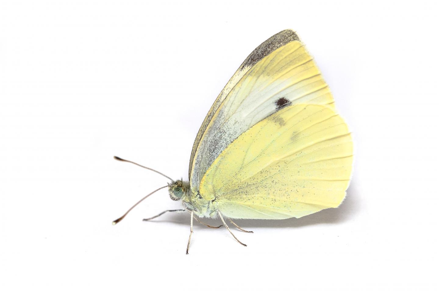 Cabbage White (1 of 2)
