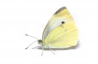 Cabbage White (1 of 2)
