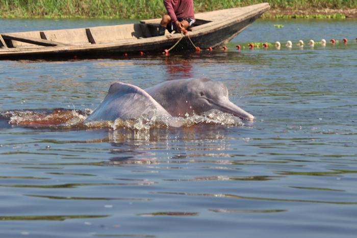 Amazon river dolphins