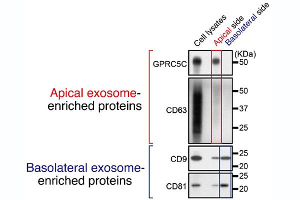 Distinct Cell-to-cell Communication Processes Controlled Differently