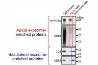 Distinct Cell-to-cell Communication Processes Controlled Differently