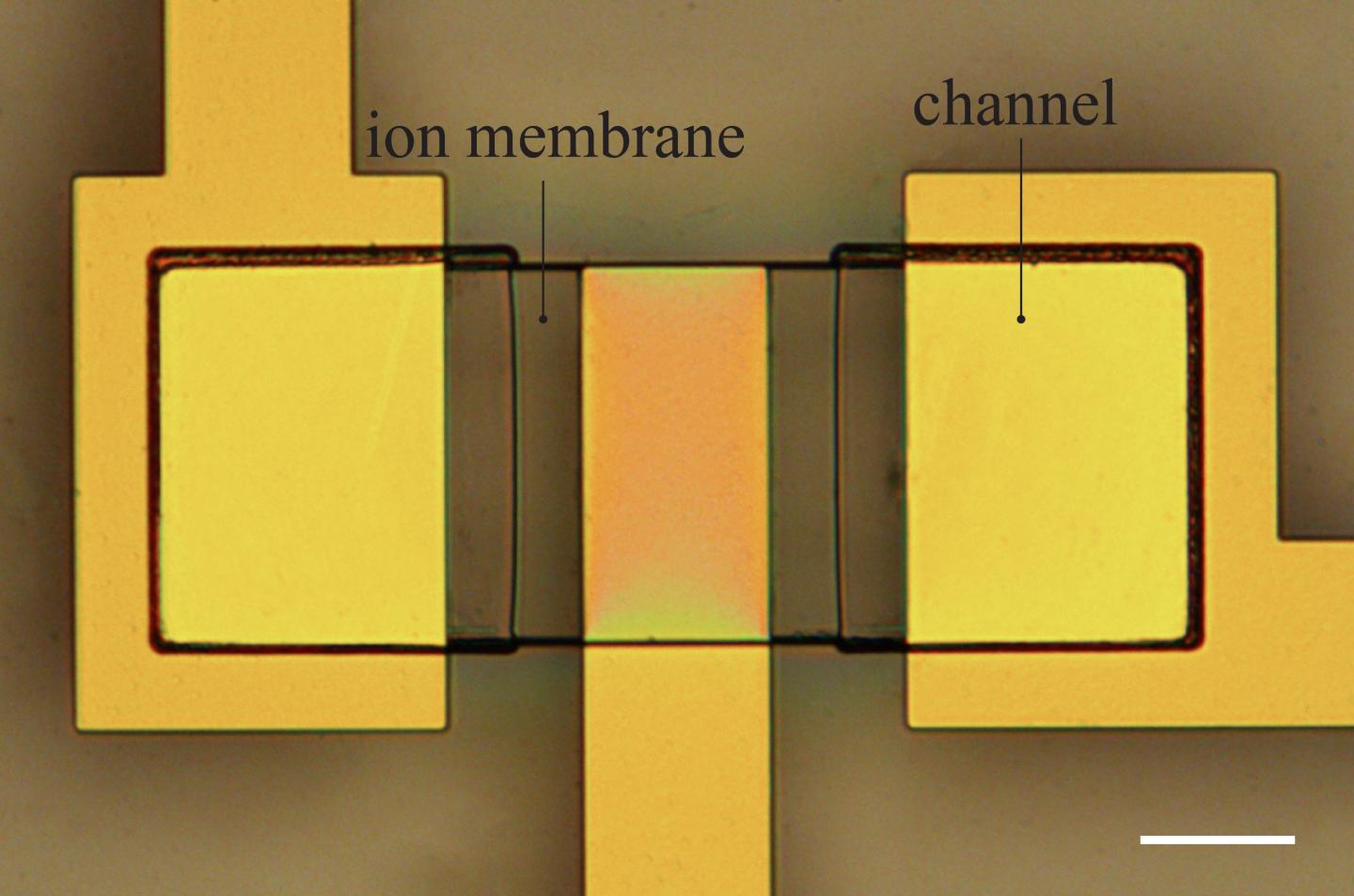 A New Transistor Architecture Allows for Easier Manipulation of Biological Systems (4 of 6)