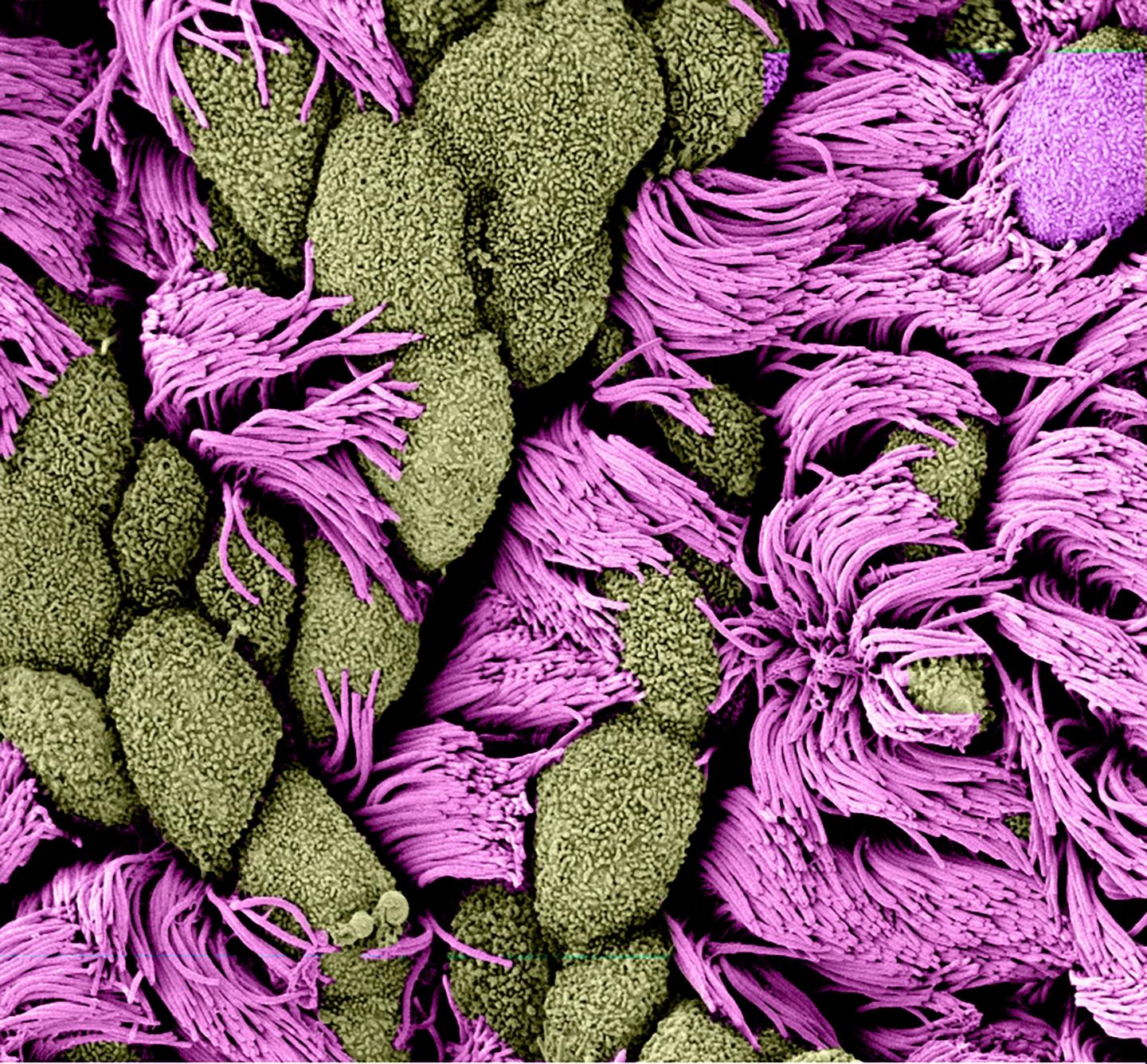 Surface of a Multicillated Cell