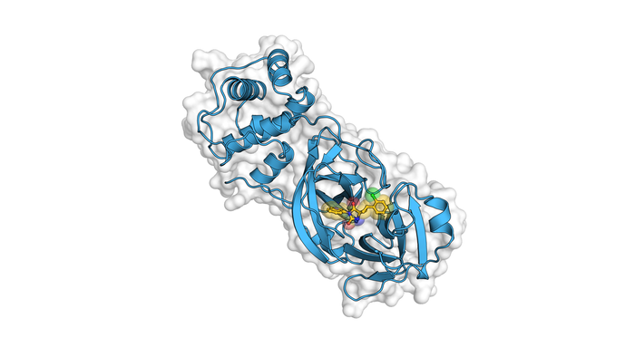 The image shows a model of the coronavirus enzyme.