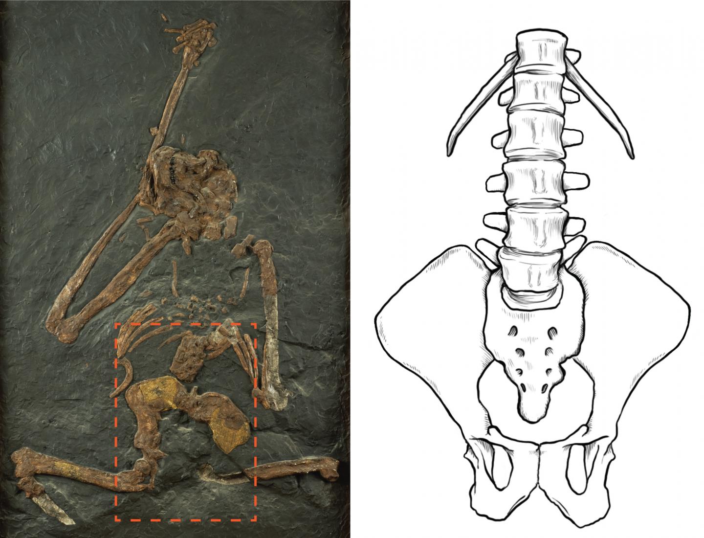 Oreopithecus bambolii (IGF 11778) Skeleton with Torso Reconstruction