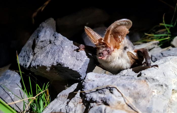 A brown long-eared bat