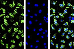 Cells and peptides