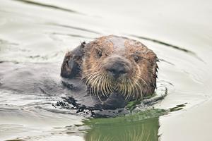 Sea otter foraging