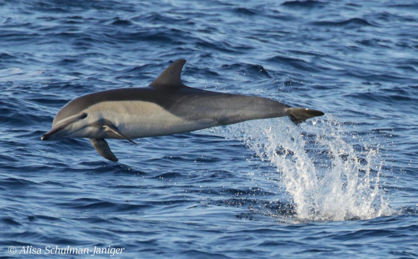 Dolphin Diets Suggest Extreme Changes in the Ocean May Shorten Food Chains (4 of 9)