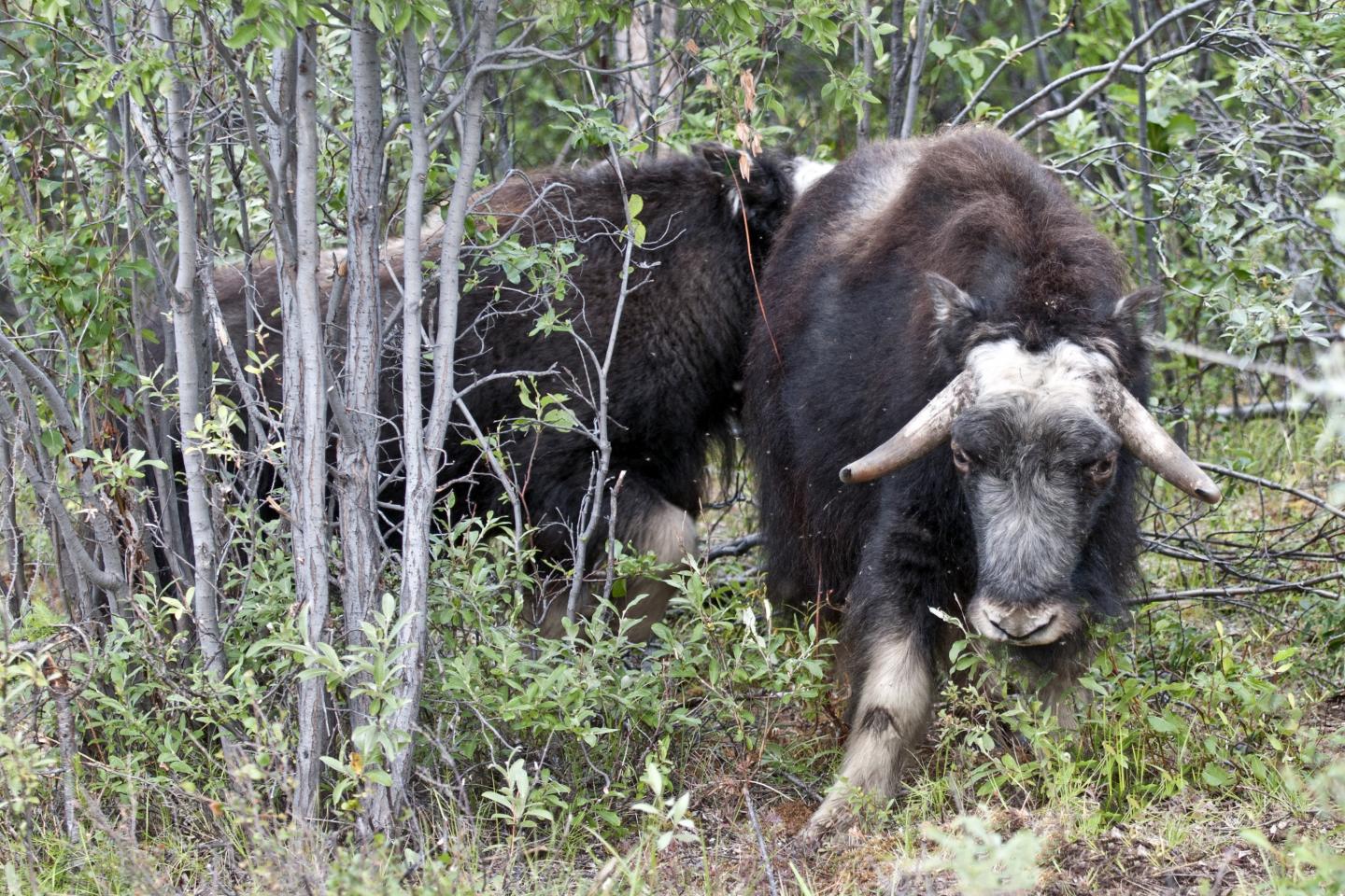 Muskox