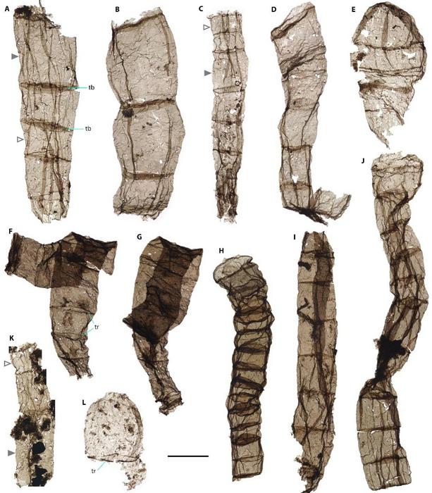Multicellular fossils come from the late Paleoproterozoic Chuanlinggou Formation