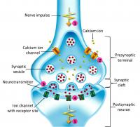 Diagram of synaptic transmission