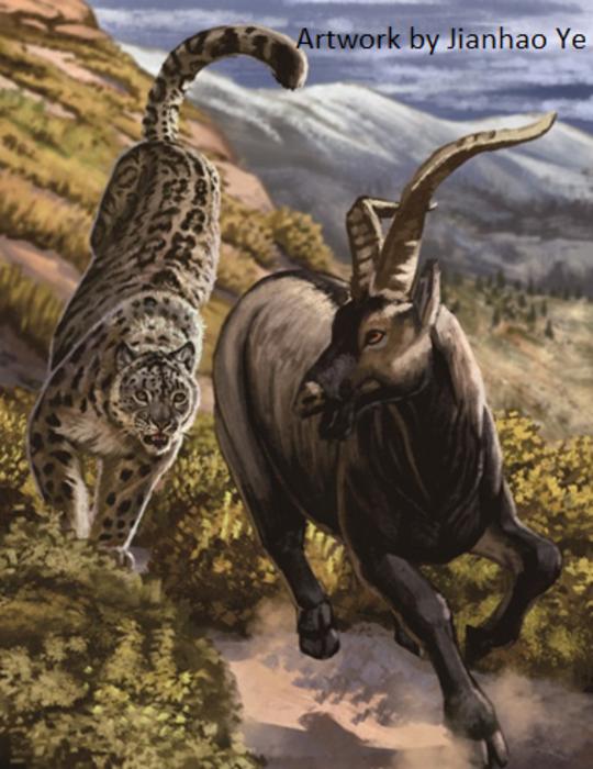 Conquest of Asia and Europe by Snow Leopards during the last Ice Ages Uncovered