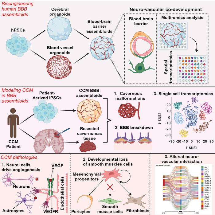 Graphical Abstract