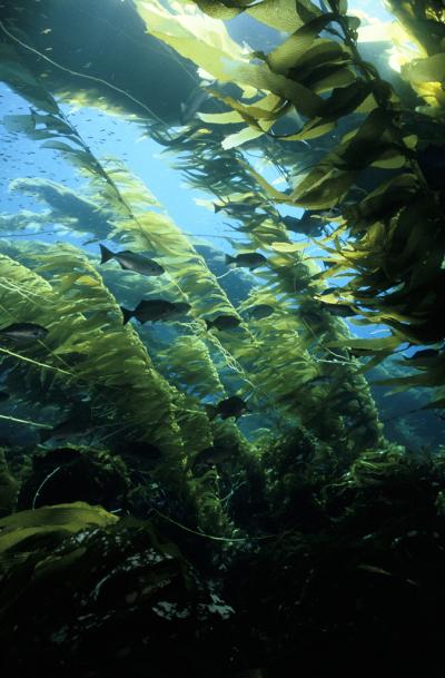 A Healthy Kelp Forest, Photographed near San Clemente Island in California