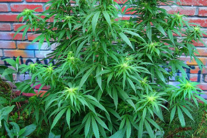 Marijuana Plant