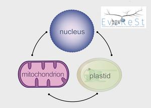 Göttingen's new DFG-funded Research Training Group: "Evolutionary Genomics: Consequences of Biodiverse Reproductive Systems (EvoReSt)"