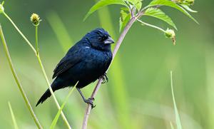 Blue-black Grassquit image