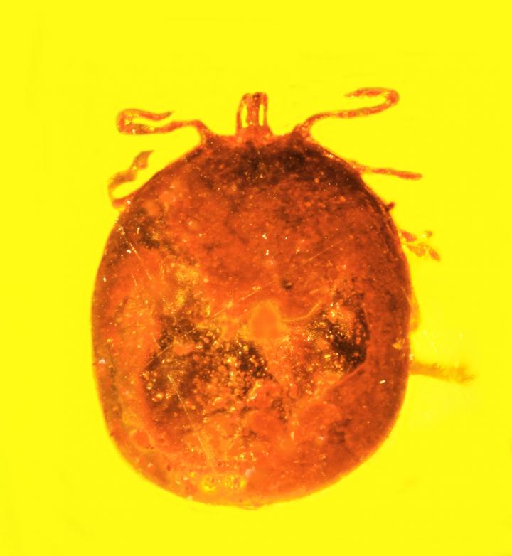 Blood-engorged Tick