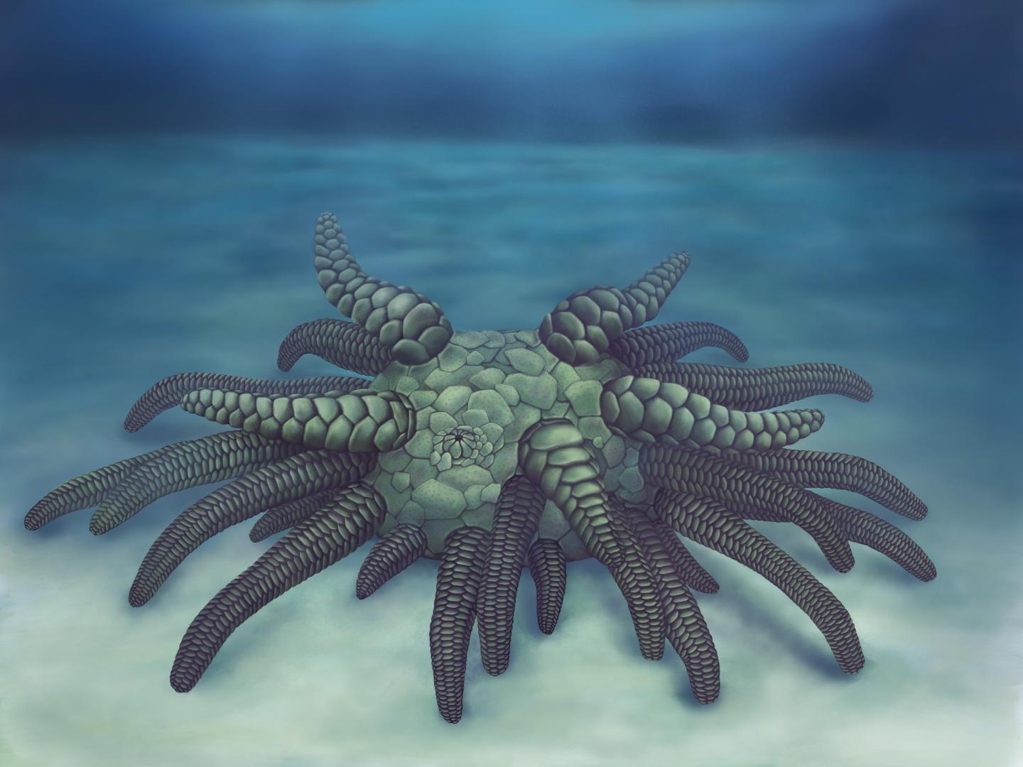 The return of Cthulhu -- the small sea critte | EurekAlert!