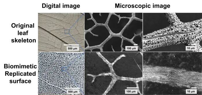 Photo 1: Microscopic images of the leaf skeleton and of the biomimetic replicated surface