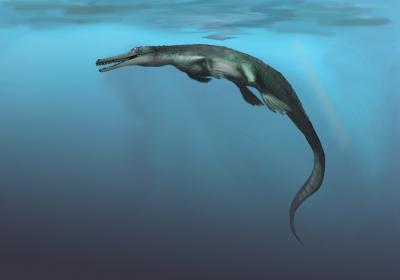 Dyrosaurid Swimming