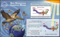Poster: Model Photochemical Compass for Bird Navigation