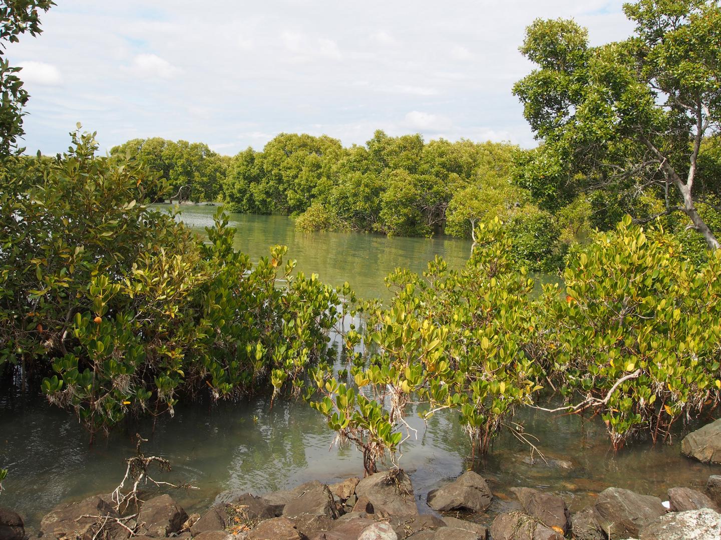 Rising Seas Will Drown Mangrove Forests