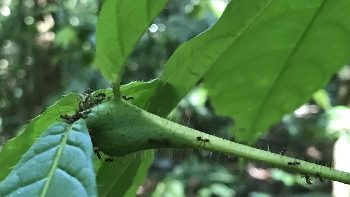 Ants Defend Plants in the Forest