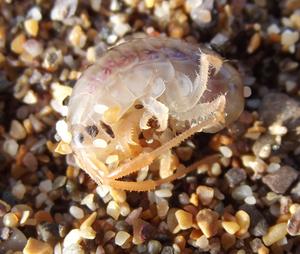 A sandhopper (Talitrus saltator) found in its torpid state